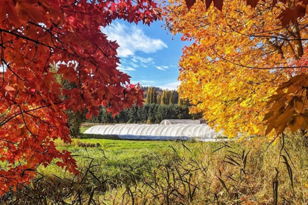 Celebrate the Fall Harvest