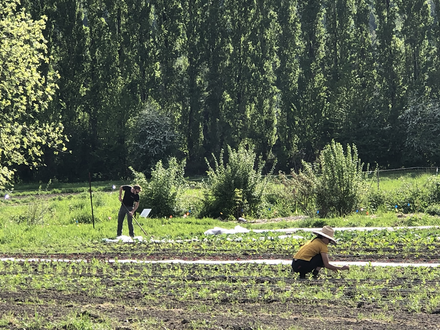 Sammamish Farmers