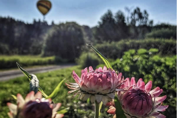 Summer Balloon